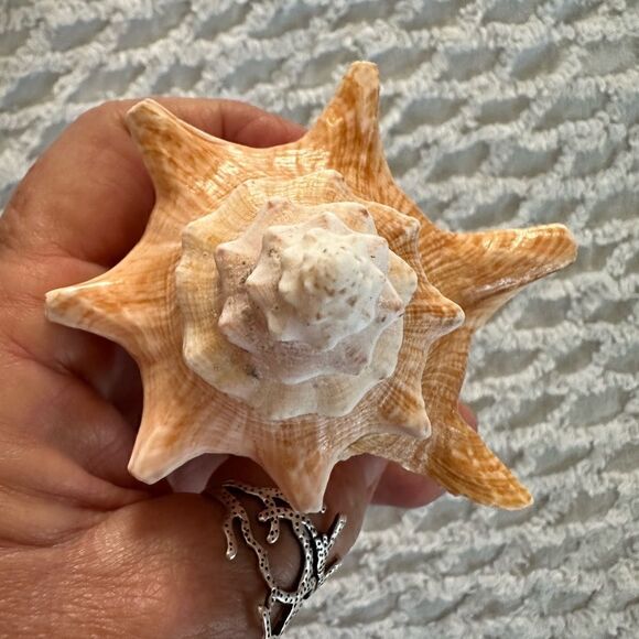 Sea Shells From Bahamas Small Unharvested Conch - Picture 12 of 12